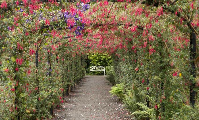 An archway with fuschia planting dropping from the top